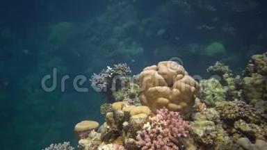 <strong>红海</strong>的鱼和珊瑚。 <strong>红海</strong>的珊瑚礁，阿布杜布。 美丽的水下景观与热带鱼和珊瑚。